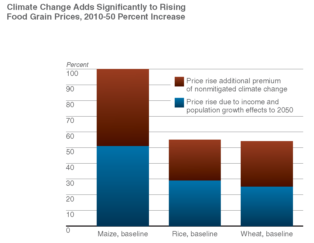 Climate Change Influence on Rising Food Grain Prices